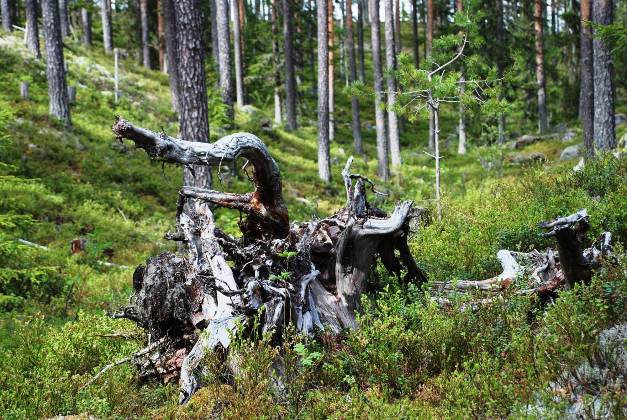 Hytte Anno 1721 Uten Internett, Strom, Vann - Men Med Rodmalt Utedo Ljordal Bagian luar foto